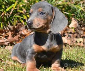 Cuccioli di bassotti cioco e isabella M e F