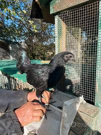 Pulcini ayam cemani