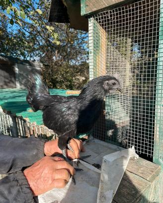Pulcini ayam cemani