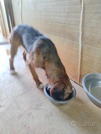 Cane cinghiale