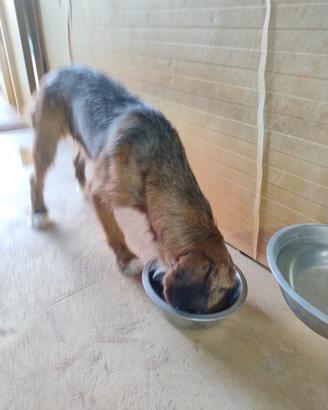 Cane cinghiale