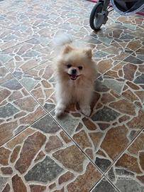 Spitz di pomerania