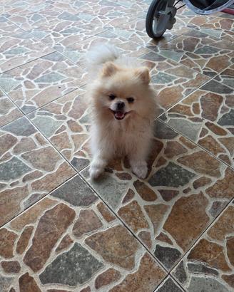 Spitz di pomerania