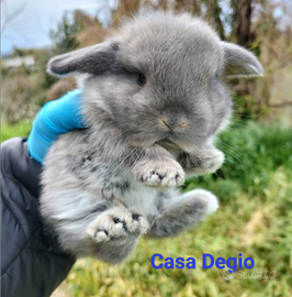 Conigli ariete nano mini