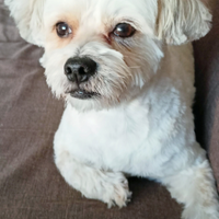 Per accoppiamento maschio Bichon Havanese maltese