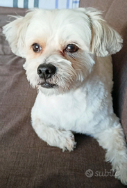 Per accoppiamento maschio Bichon Havanese maltese