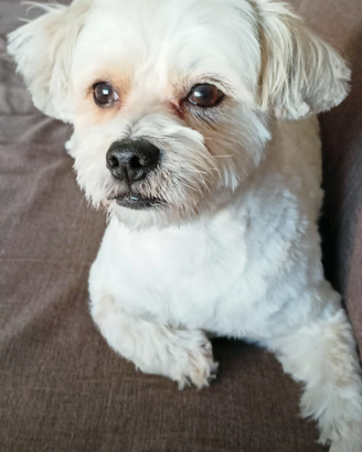 Per accoppiamento maschio Bichon Havanese maltese