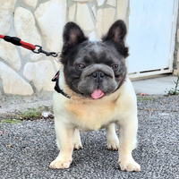 Stallone Monta BIG Rope Fluffyl4 Bulldog Francese