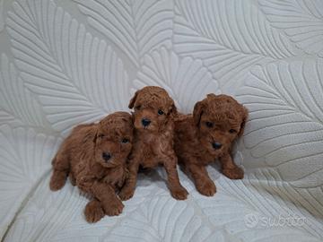 Cuccioli di Barboncino