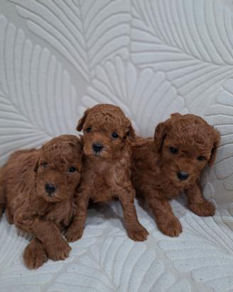 Cuccioli di Barboncino