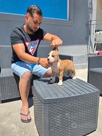 American pitbull standard ukc