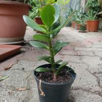 Albero di giada (Crassula ovata)