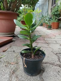Albero di giada (Crassula ovata)