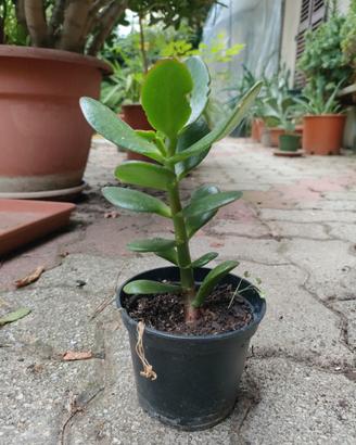 Albero di giada (Crassula ovata)