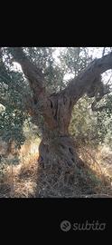 Piante Ulivo secolari