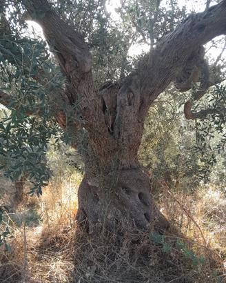 Piante Ulivo secolari