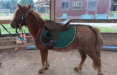 pony shetland 