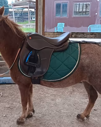 pony shetland 
