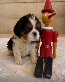 Cuccioli di Cavaliere King