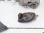 Immagine 14