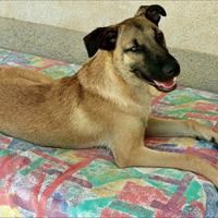 Hansel 8 mesi taglia media