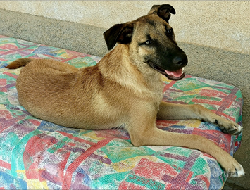 Hansel 8 mesi taglia media