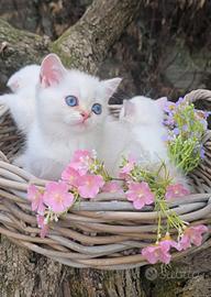 Cuccioli Scottish Fold, British
