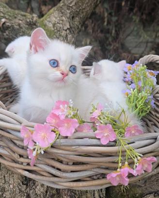 Cuccioli Scottish Fold, British