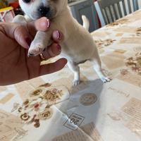 Chihuahua toy