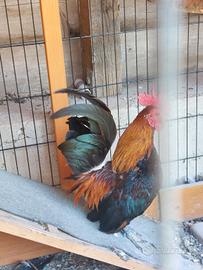 Galli e galline