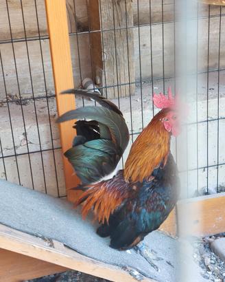Galli e galline