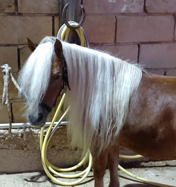 Pony femmina Shetland