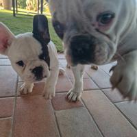 Bulldog Francese