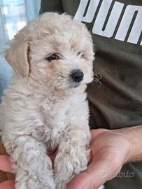 Cucciola Maltipoo 