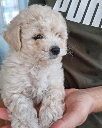 Cucciola Maltipoo 