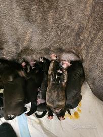 Cuccioli disponibili di cane corso