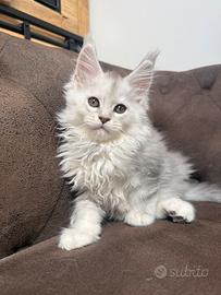 Maine coon SHADED altissimo livello LINEE ESTERE