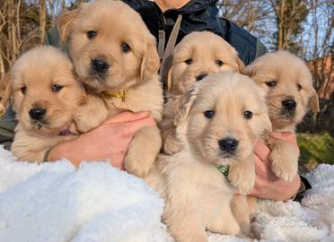 Cuccioli golden retriever linea angloamericana