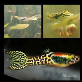 Endler Snakeskin