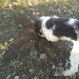 Lagotto romagnolo