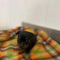 Pinscher/Chihuahua cucciolina