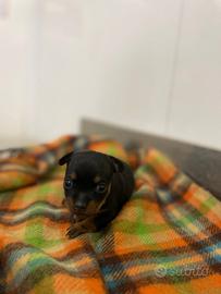 Pinscher/Chihuahua cucciolina