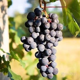 Vigneti barbera bonarda 18 pertiche tot