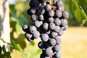 Vigneti barbera bonarda 18 pertiche tot