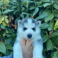 Cuccioli Husky