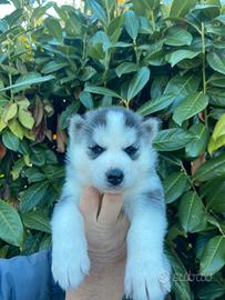 Cuccioli Husky