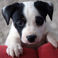 Cani di piccola taglia