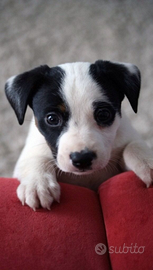 Cani di piccola taglia