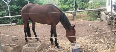 Cavalla 6 anni