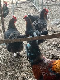 Gruppo galline marans